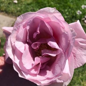 Meet your Posher, Janet